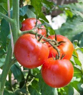 Seminte de tomate Florina 44 - 10 grame