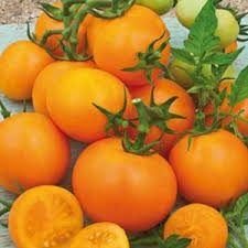 Seminte de tomate galbene Bendida F1 - 1000 seminte, nedeterminate