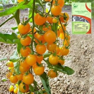 Seminte de tomate galbene Summer Sun F1 - 100 sem