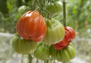 Seminte de tomate Gigawak F1 - 500 Seminte