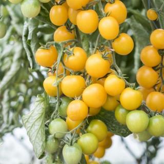 Seminte de tomate GOLDWIN F1 - 250 seminte