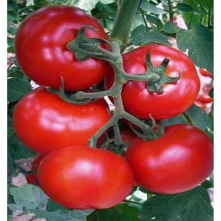 Seminte de tomate Gonul F1, nedeterminate - 1000 seminte