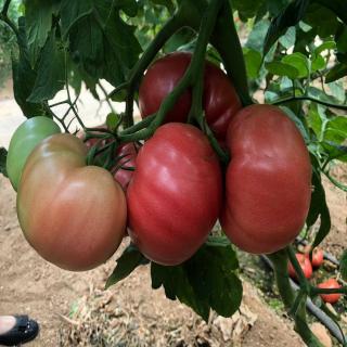 Seminte de tomate Gusto Pink F1 162-334 F1, nedeterminate - 1000 SEMINTE