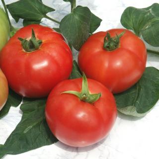 Seminte de tomate Kalina F1 (2500 seminte), nedeterminate