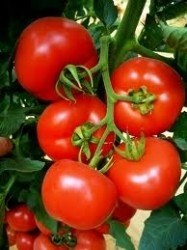 Seminte de tomate KIVELI F1