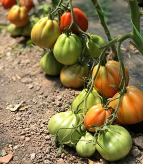 SEMINTE DE TOMATE LEVANTE F1, 100 SEMINTE