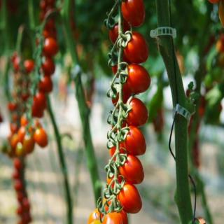 Seminte de tomate LIPSO F1 (GSPP) - 1000 seminte