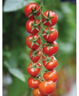 Seminte de tomate Marghol F1, nedeterminate - 250 seminte