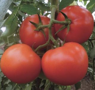 Seminte de tomate MATISSIMO F1