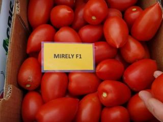 Seminte de tomate MIRELY F1 , 250 seminte