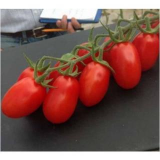 Seminte de tomate MOJITOS F1 - 1000 seminte