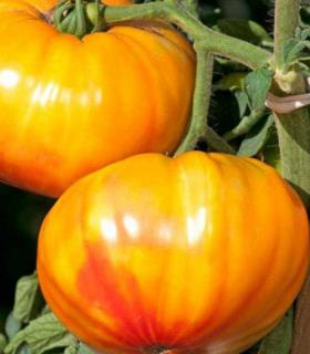 Seminte de tomate nedeterminate BUFFALOSUN F1 ( Ananas) - 250 de seminte