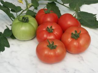 Seminte de tomate nedeterminate Reyana F1- 1.000 seminte