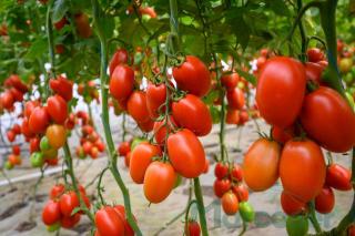 Seminte de tomate nedeterminate VINCITORI F1 - 500 seminte