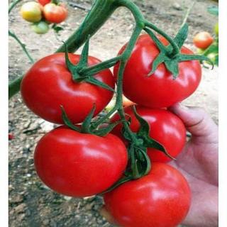 Seminte de tomate - Nemesis F1 1000 seminte, nedeterminate