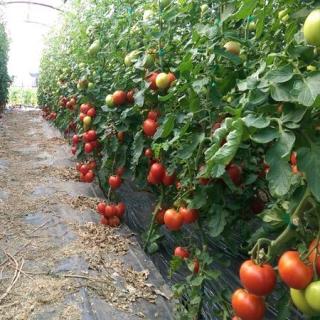Seminte de tomate OASIS F1 - 100 seminte