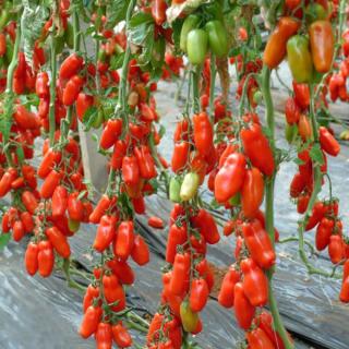 Seminte de tomate Oskar F1, 500 seminte