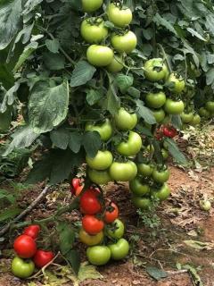 Seminte de tomate Ozkan F1, nedeterminate - 1000 seminte