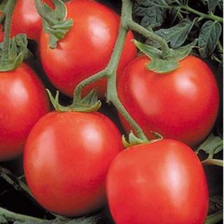 Seminte de tomate PERFECTPEEL F1 - 10.000 seminte