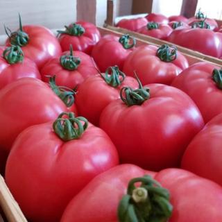 Seminte de tomate PINK ROCK F1, nedeterminate - 1000  seminte