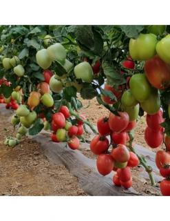 Seminte de tomate Pink Soul F1 - 500 seminte