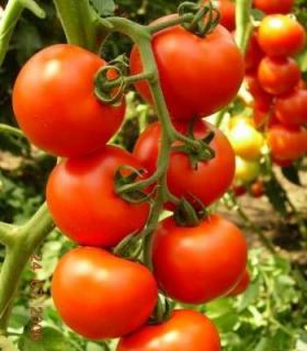Seminte de tomate Primadona F1, nedeterminate