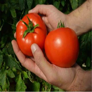 Seminte de tomate RED MORNING F1 - 250 seminte