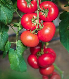 Seminte de tomate roz CLAROSA F1 - 250 seminte