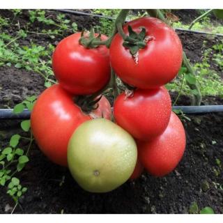 Seminte de tomate roz HTP-11 F1 (500 seminte)