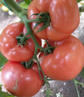 Seminte de tomate roz LOARA F1, 250 seminte