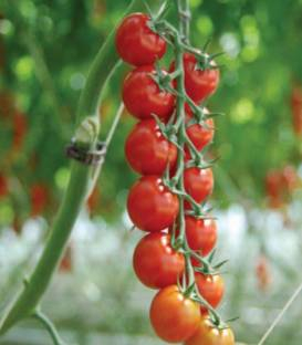 Seminte de tomate Sakura F1, tip cherry (250 seminte)