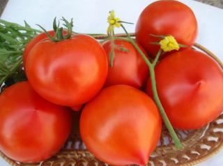 Seminte de tomate semi-deteminate RIYA F1 - 1.000 seminte