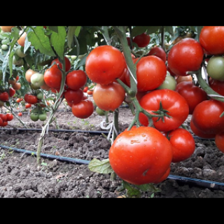 Seminte de tomate semideterminate Kaponet F1 (500 seminte)