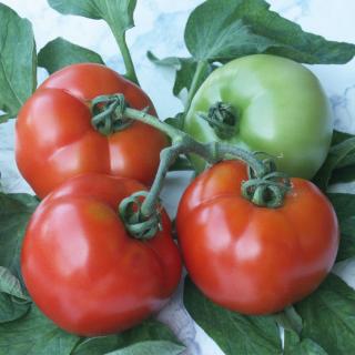Seminte de tomate   semideterminate Parris F1 - 250 seminte