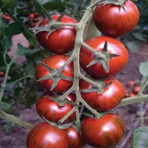 Seminte de tomate Tiger F1, nedeterminate - 100 seminte