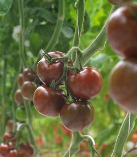Seminte de tomate tip kumato Olmeca F1 (500 seminte)
