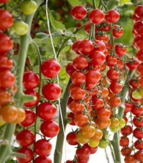 Seminte de tomate Tredicy F1, tip cherry (500 seminte)