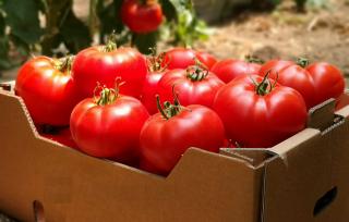 Seminte de tomate WRESTLER F1