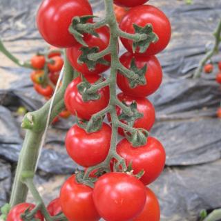 Seminte de tomate Yeniceri F1, nedeterminate - 100 seminte