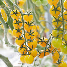 Seminte de tomate Yolita F1, tip cherry (500 seminte)