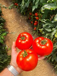 Seminte de tomate Zadurella F1 (250 seminte)