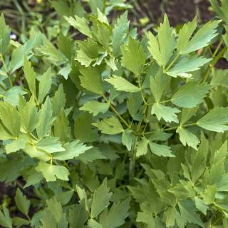 Seminte Leustean Ache Lovage - 10 grame