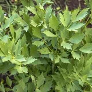 Seminte Leustean Lovage - 10 grame