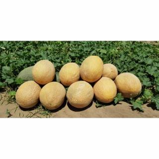 Seminte pepene galben Rebecca F1 1000 sem