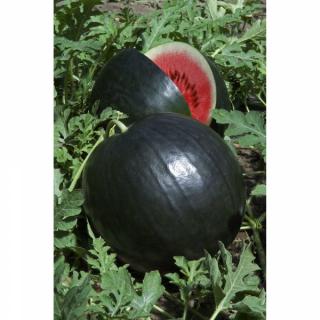 Seminte pepene verde Lusia F1 - 500 seminte