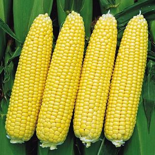 Seminte porumb zaharat Sweet Nuggets F1 - 10.000 seminte