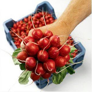 Seminte ridichii Sora - 100 GR