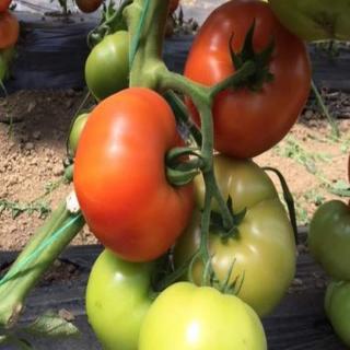 Seminte tomate BESUTO F1 500 sem