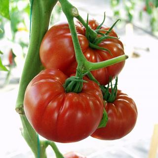 Seminte tomate Country Taste F1 - 250 seminte