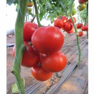 Seminte tomate Diagrama F1 - 500 seminte